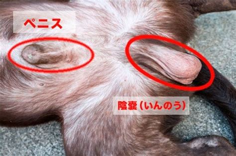 犬 勃起|【獣医師監修】犬のペニス（生殖器・陰茎…